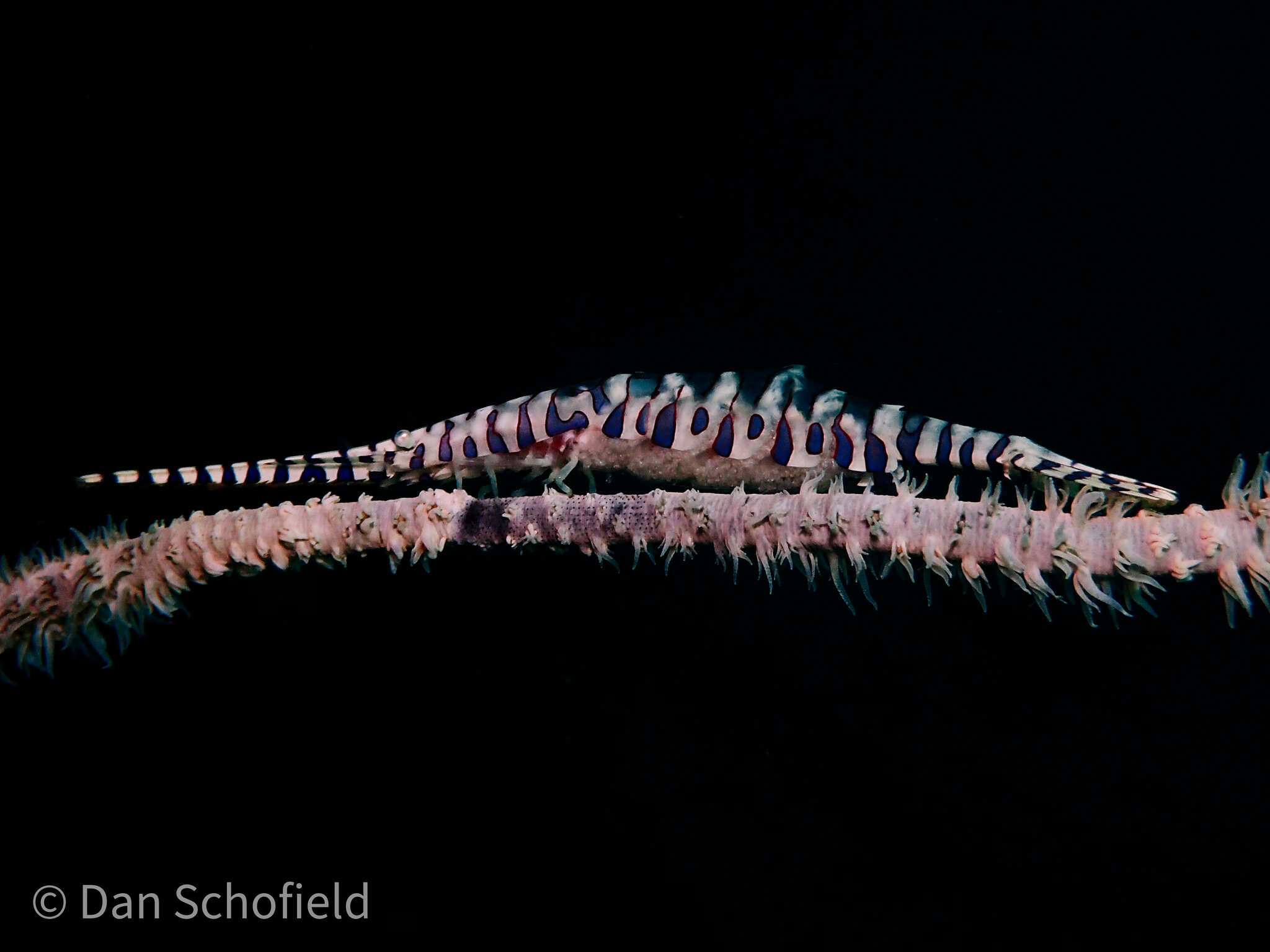 Image of Barred arrow shrimp