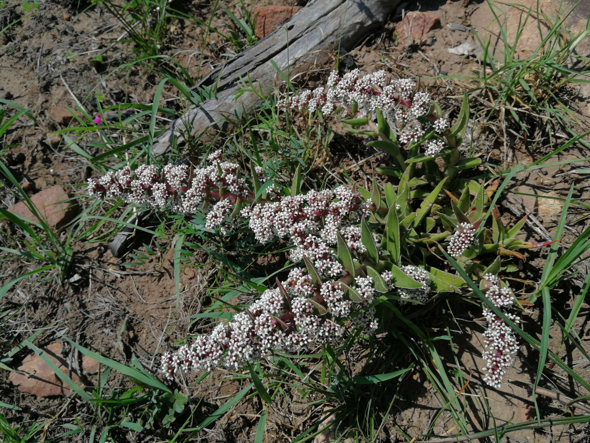 Image of Crassula capitella subsp. thyrsiflora (Thunb.) Tölken