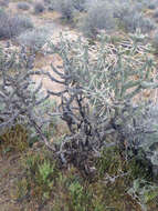 Image of branched pencil cholla