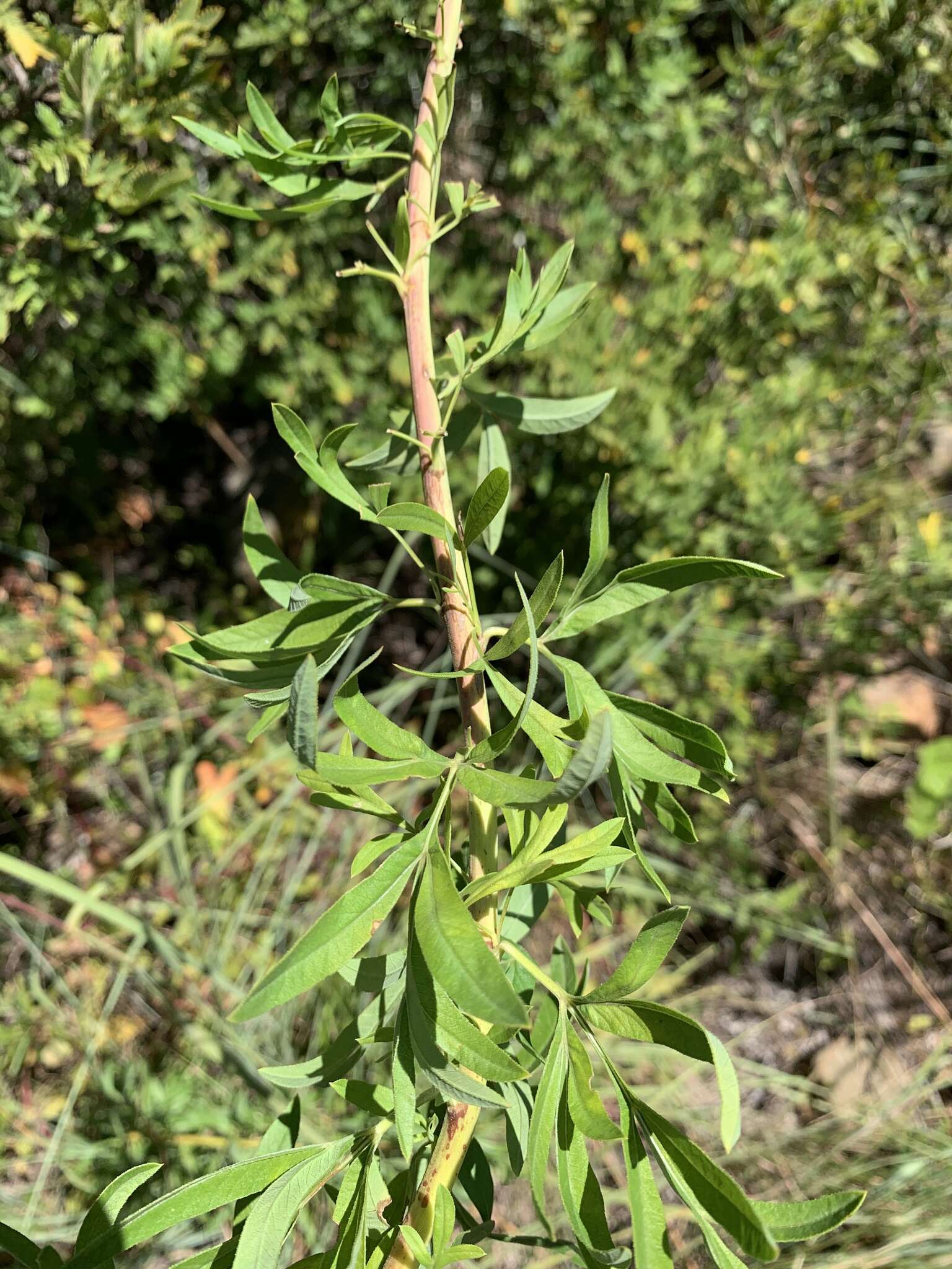 Image de Heteromorpha involucrata Conrath