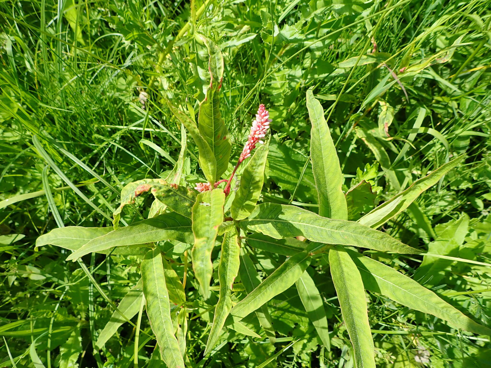 Image of Wachtliella persicariae (Linnaeus 1767)