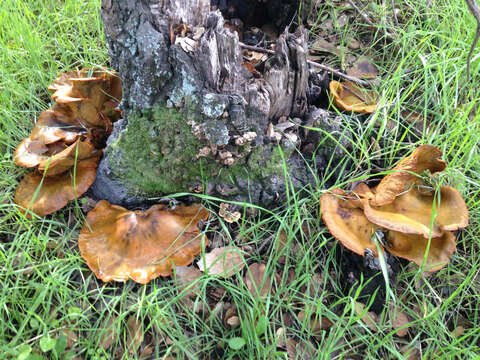 Image of western jack-o'-lantern mushroom