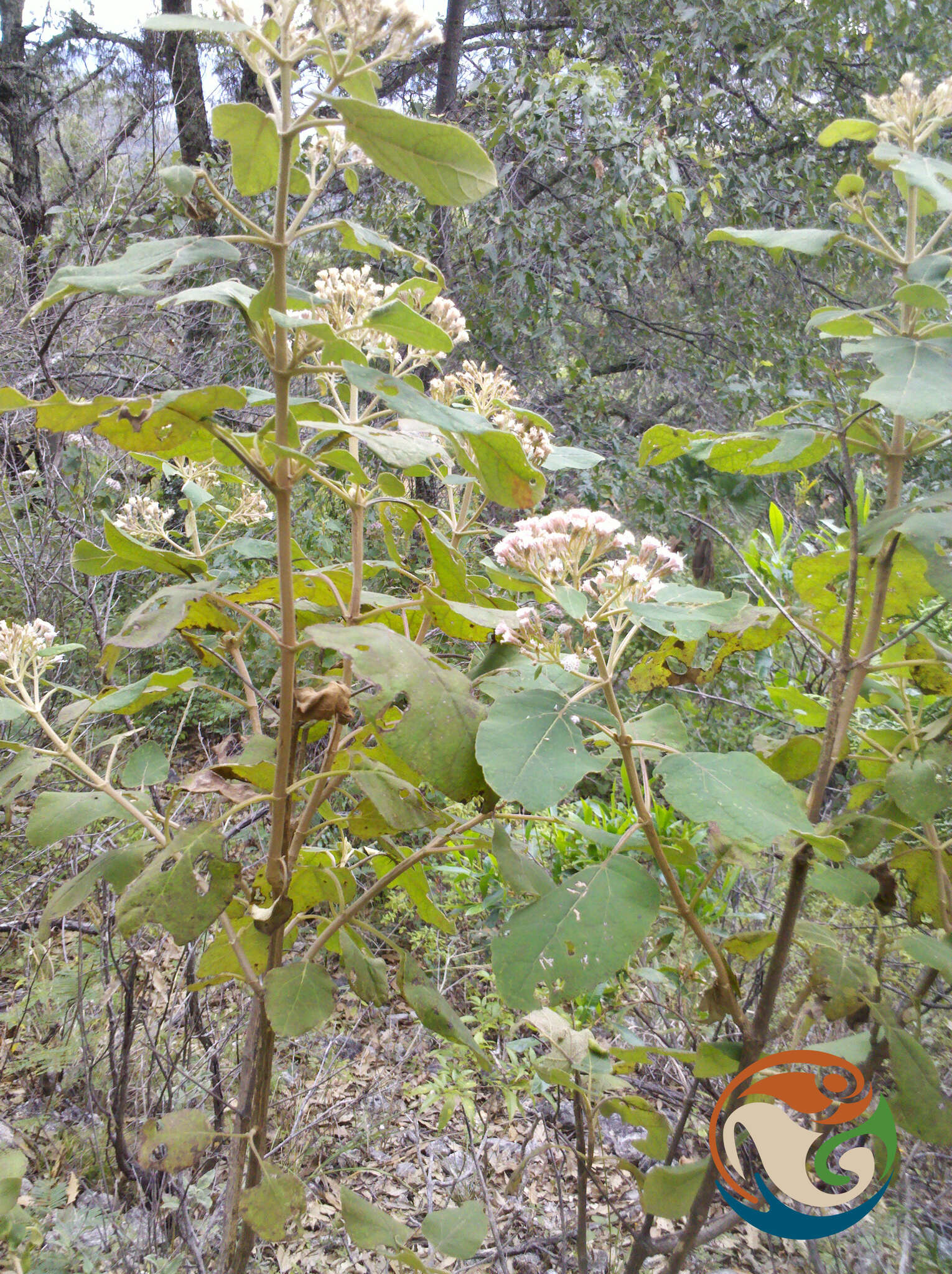 Image of Ageratina tomentella (Schrad.) R. King & H. Rob.