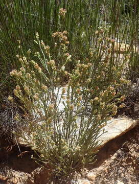 Image of Passerina comosa C. H. Wright