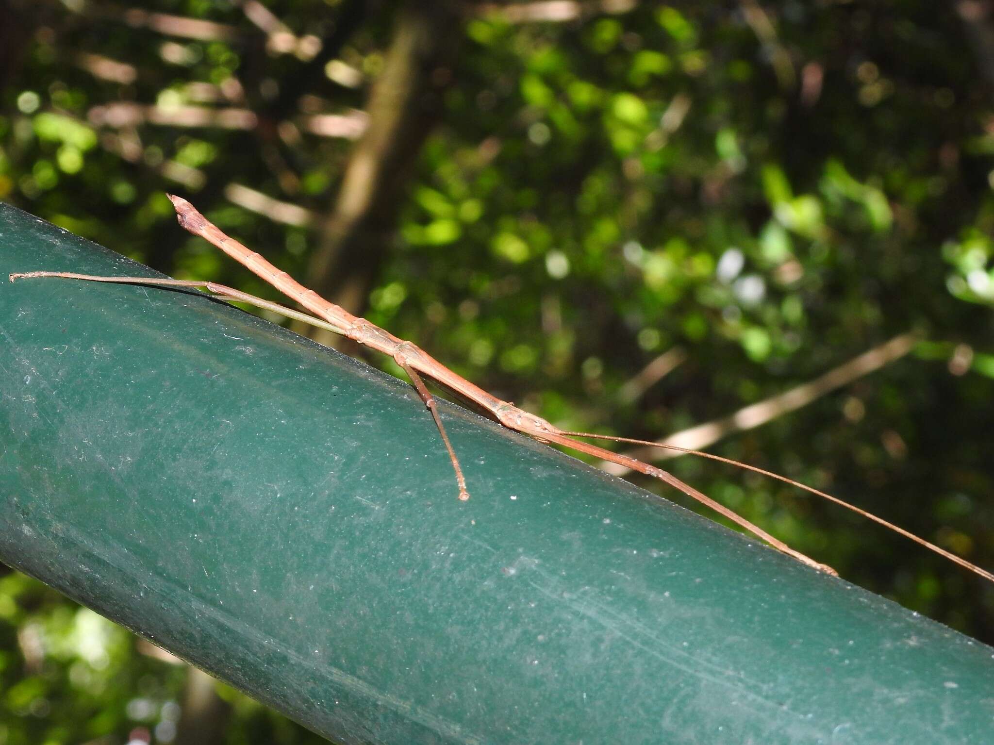 Image of Lopaphus balteatus (Chen, S. C. & Y. H. He 2002)