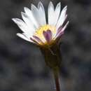 Imagem de Fluminaria pinifolia (N. E. Br.) N. G. Bergh