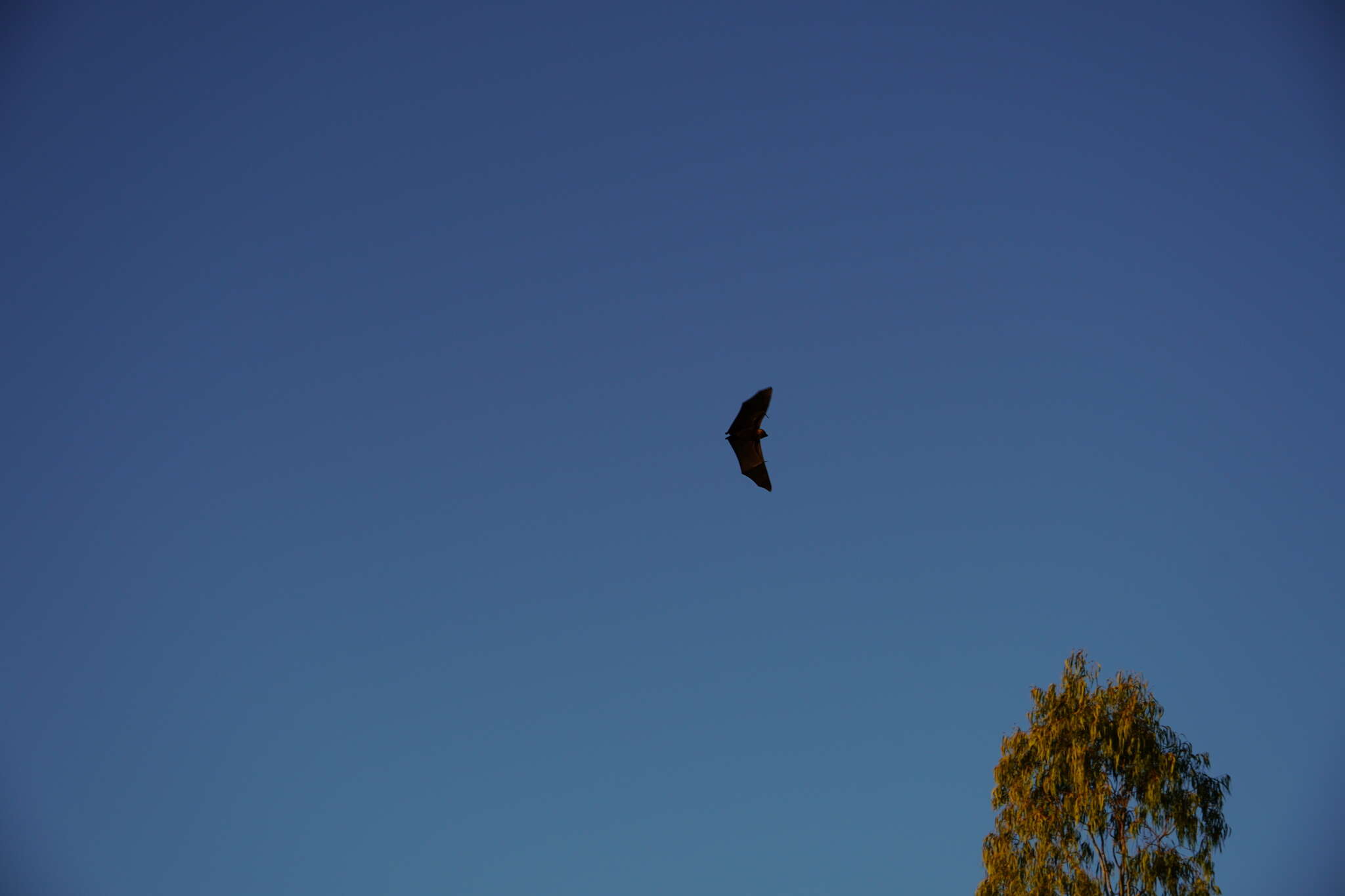 Image of Rodrigues Flying Fox