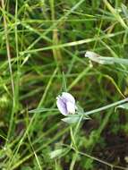 Sivun Lathyrus berteroanus Savi kuva