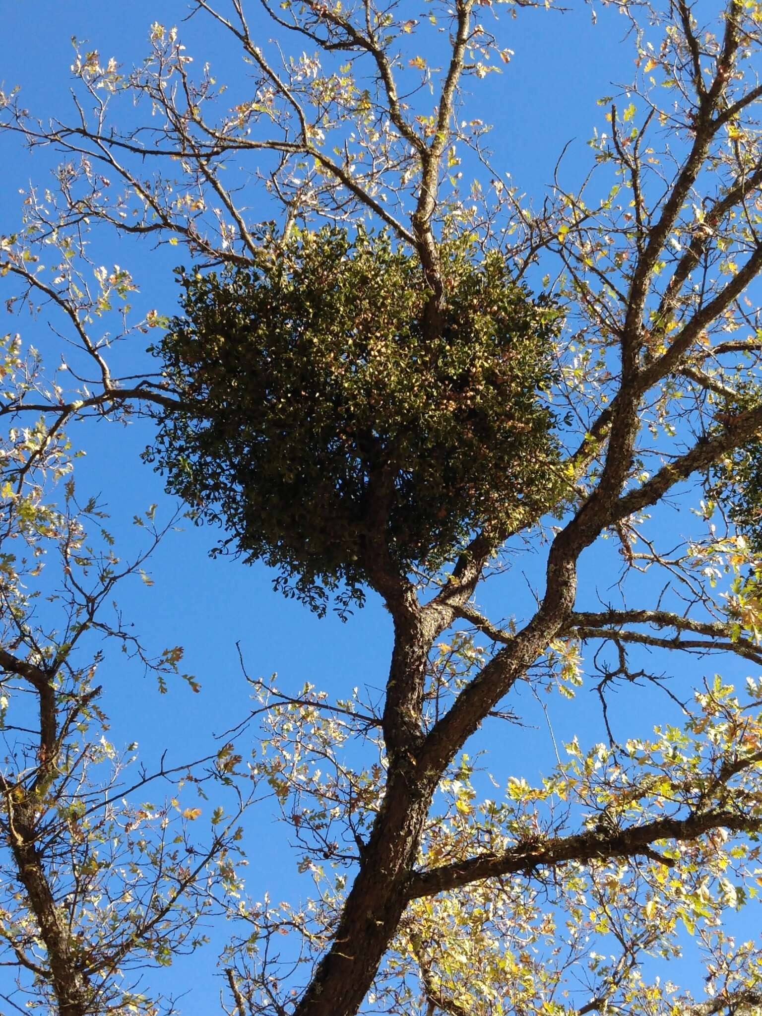 Imagem de Phoradendron leucarpum subsp. tomentosum (DC.) J. R. Abbott & R. L. Thomps.