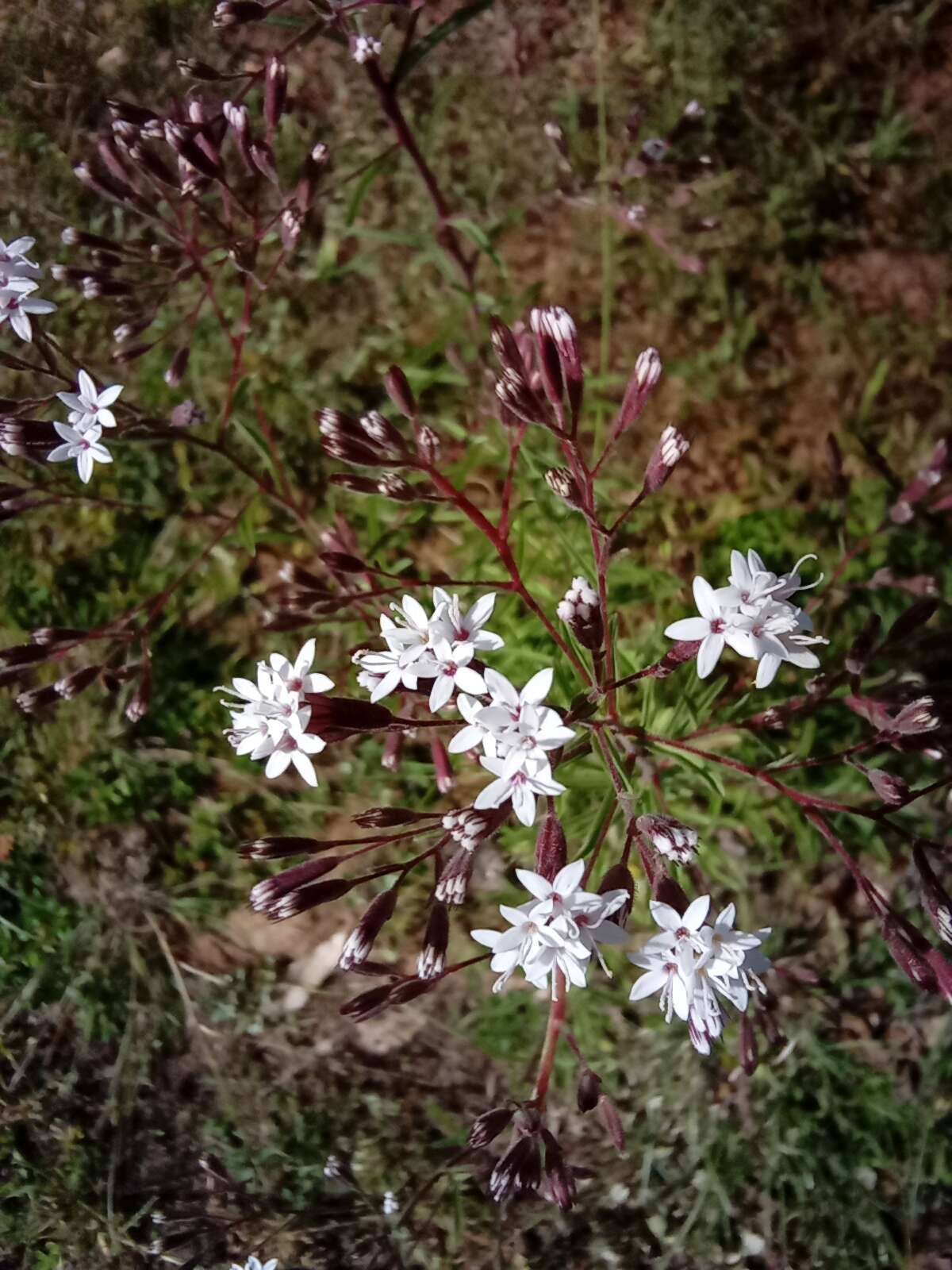 Image of viscid candyleaf