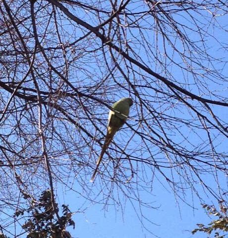 Image of Ring-necked Parakeet