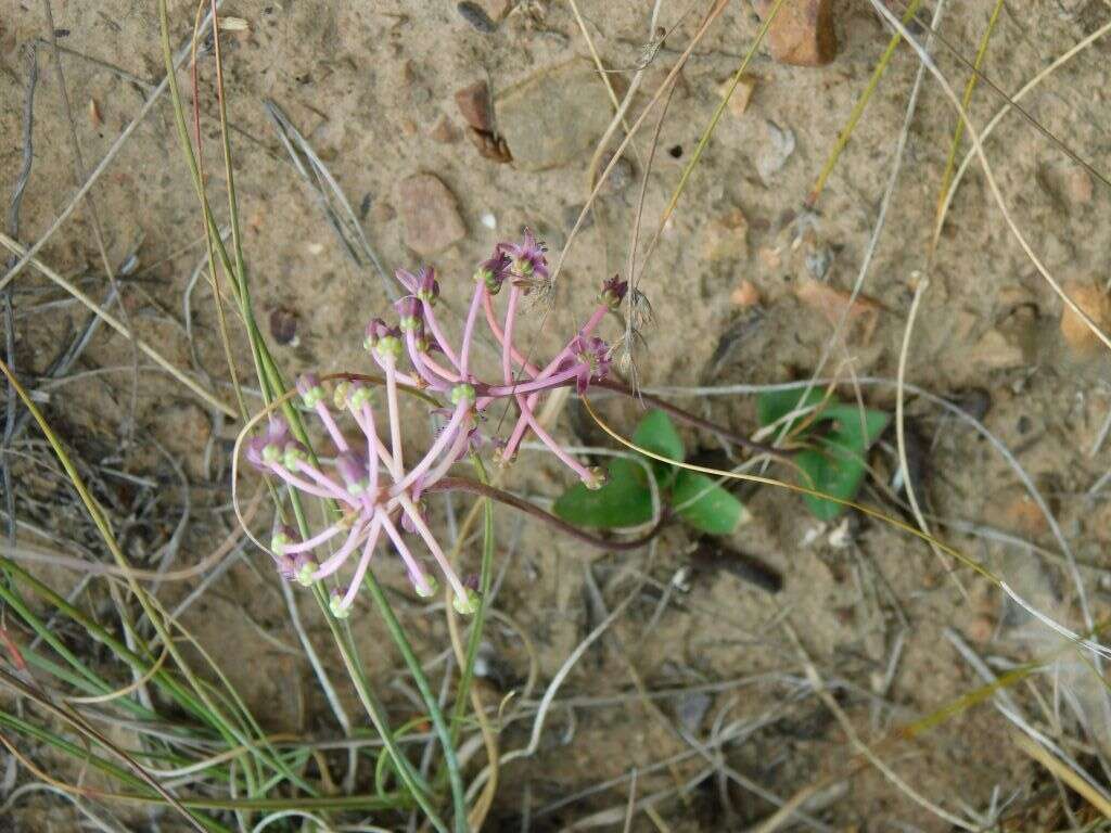 Image of Ledebouria ovalifolia (Schrad.) Jessop