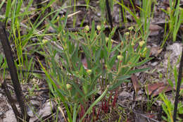 Euphorbia inundata Torr. ex Chapm. resmi