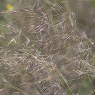 Image of Austrostipa eremophila (Reader) S. W. L. Jacobs & J. Everett