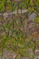 صورة Carex sylvatica subsp. sylvatica