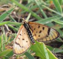 Imagem de Acraea nohara Boisduval 1847