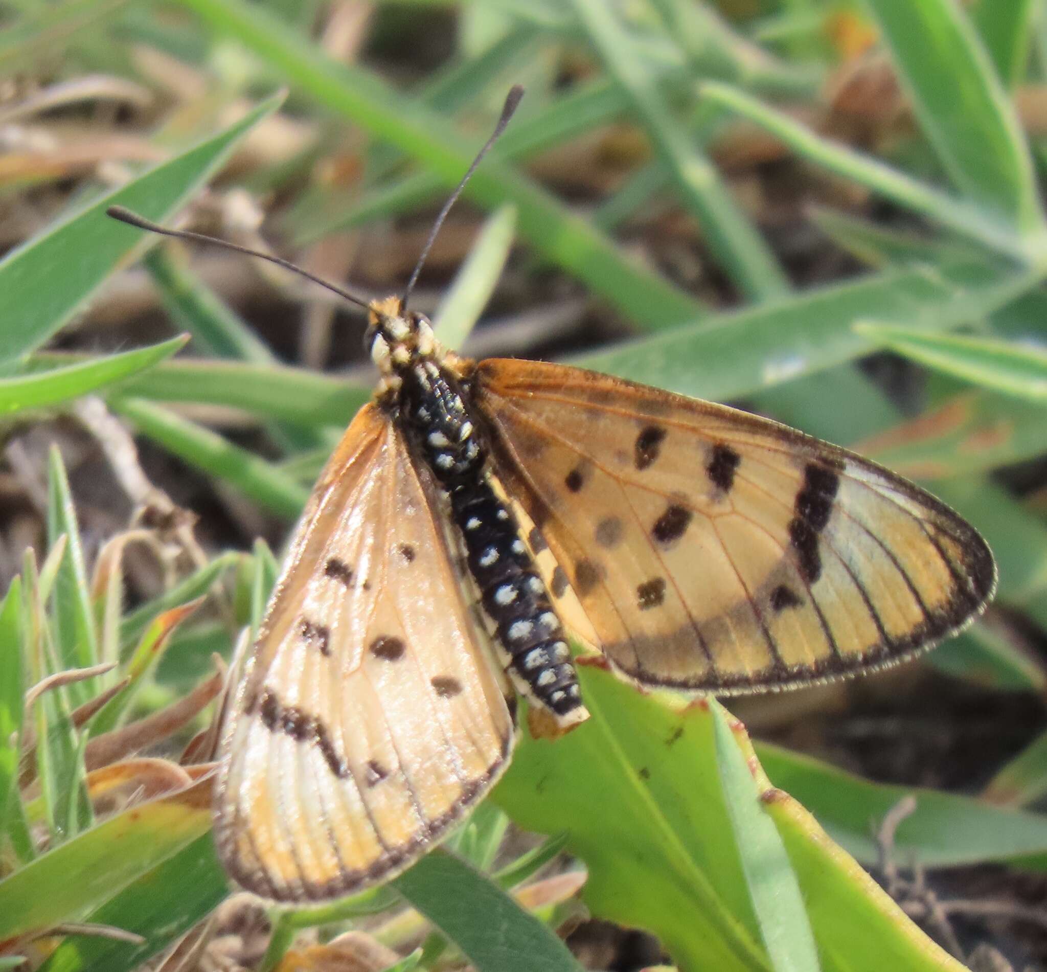 Imagem de Acraea nohara Boisduval 1847