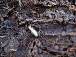 Image of Eastern Subterranean Termite