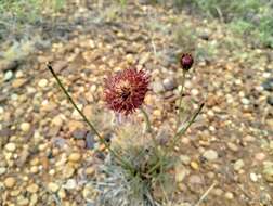 Plancia ëd Isostigma peucedanifolium (Spreng.) Less.