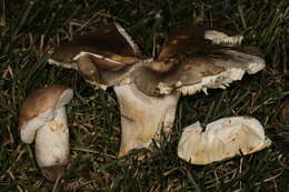 Image of Russula ionochlora Romagn. 1952