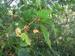 Sivun Dombeya tiliacea (Endl.) Planch. kuva