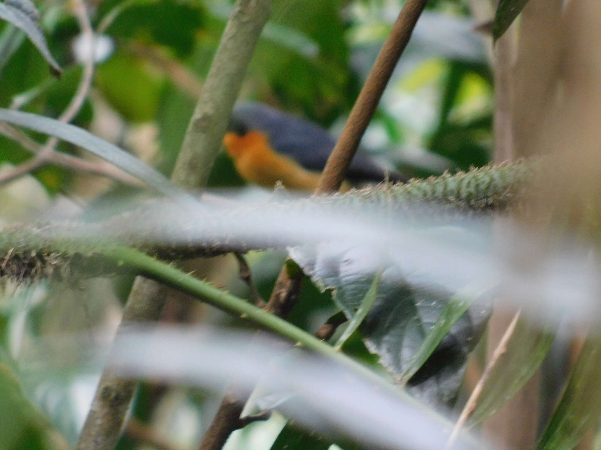 Image of Spectacled Monarch