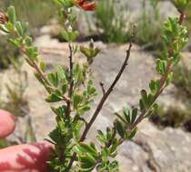 Image of Limestone Pennypea