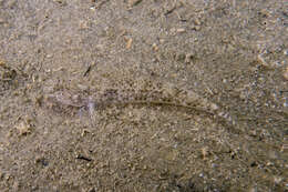 Image of Exquisite goby