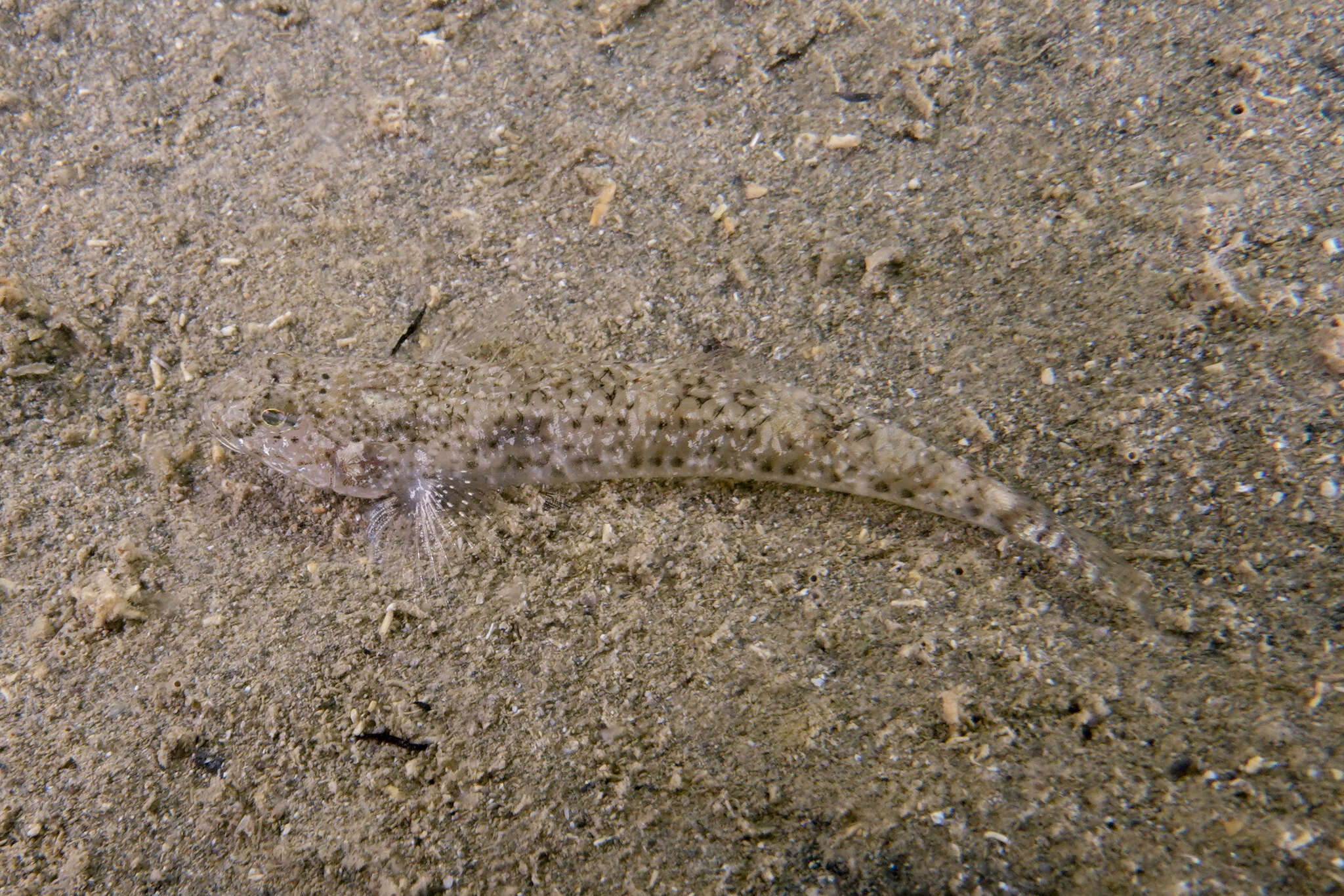 Image of Exquisite goby