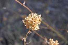 Imagem de Helichrysum stoechas (L.) Moench