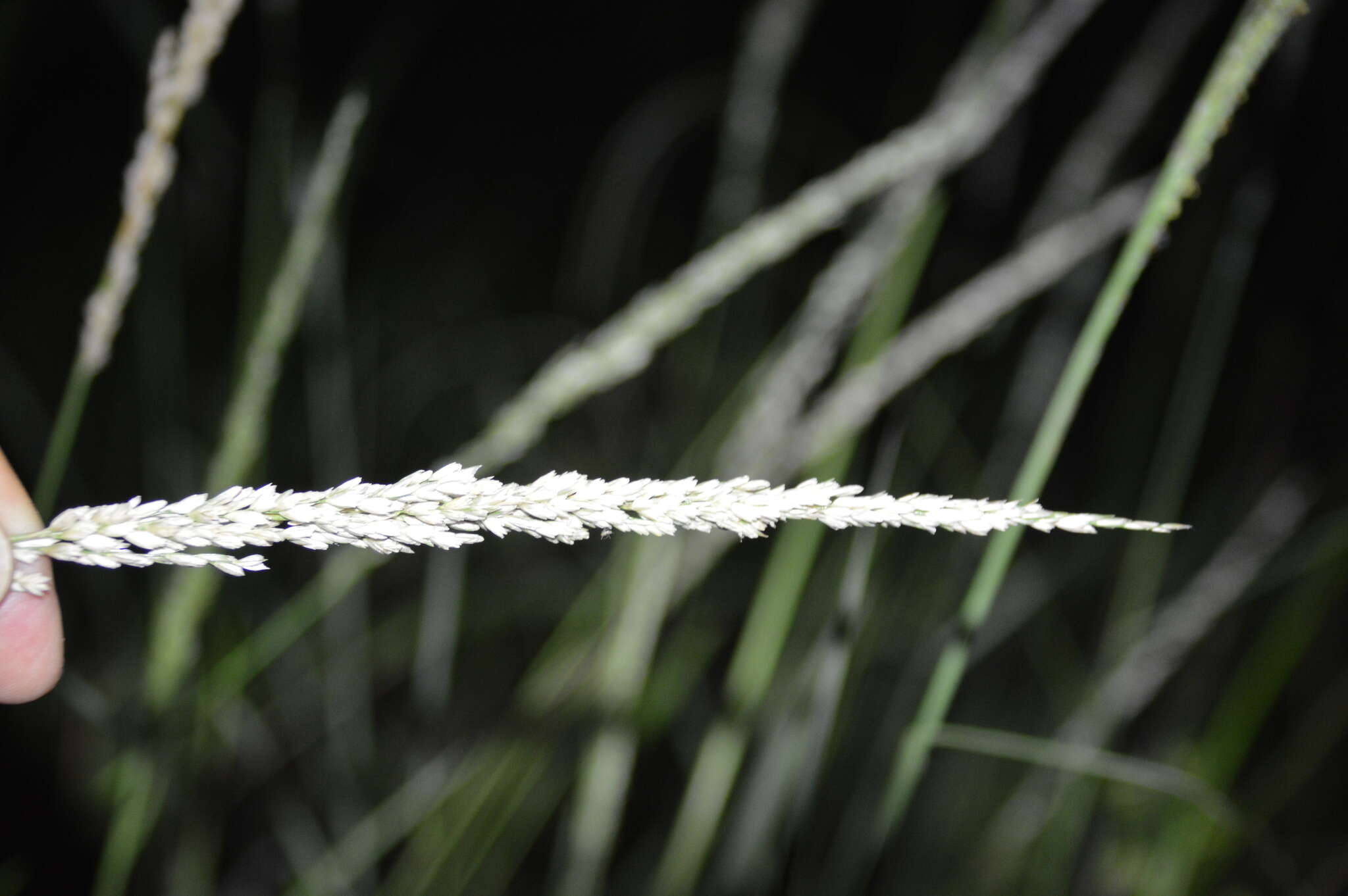 Image of Long-Spike Fluff Grass