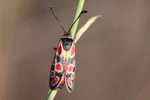 Image of Zygaena carniolica suavis Burgeff 1926