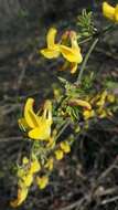 صورة Hippocrepis emerus subsp. emerus