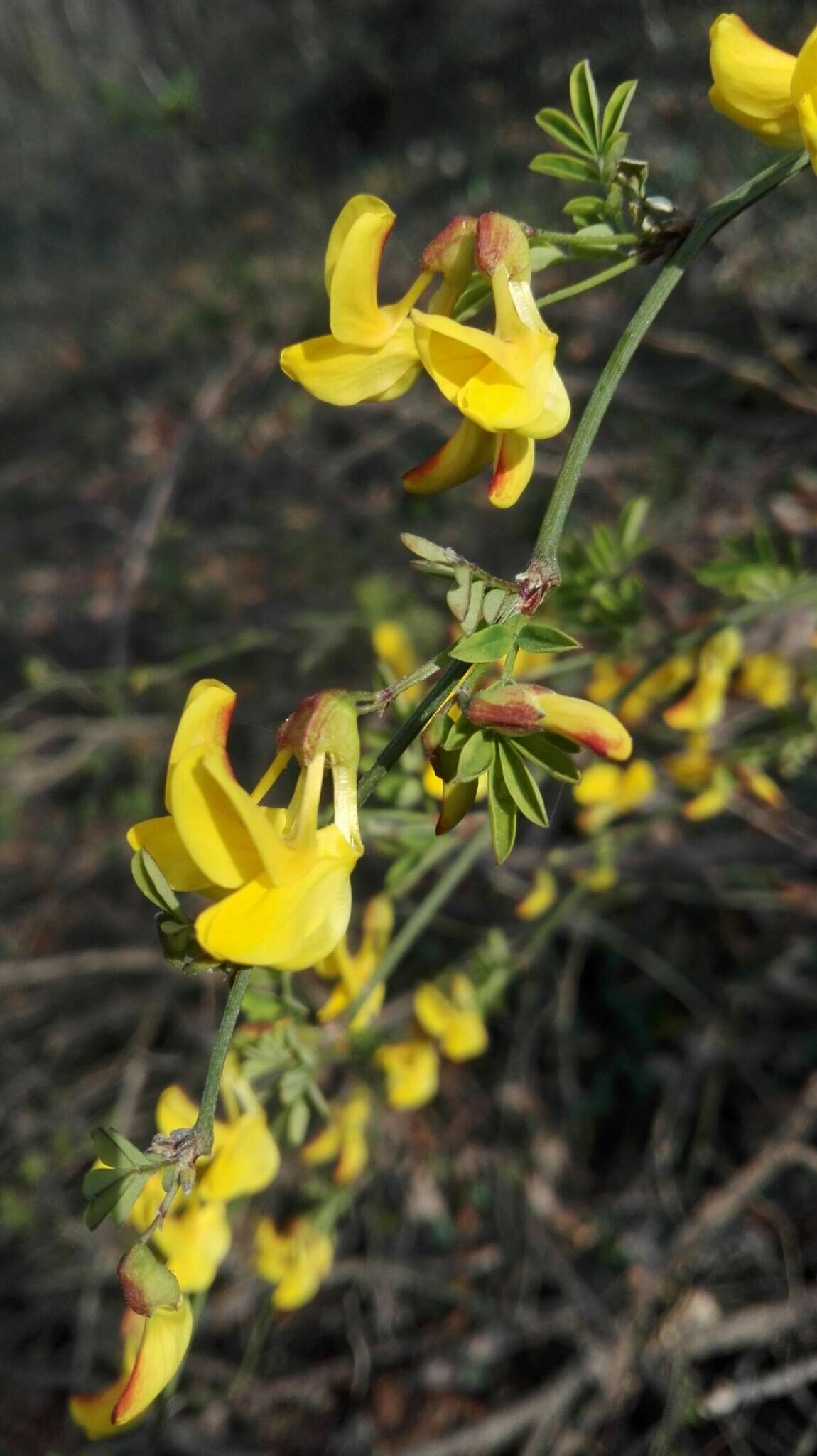 Sivun Hippocrepis emerus subsp. emerus kuva