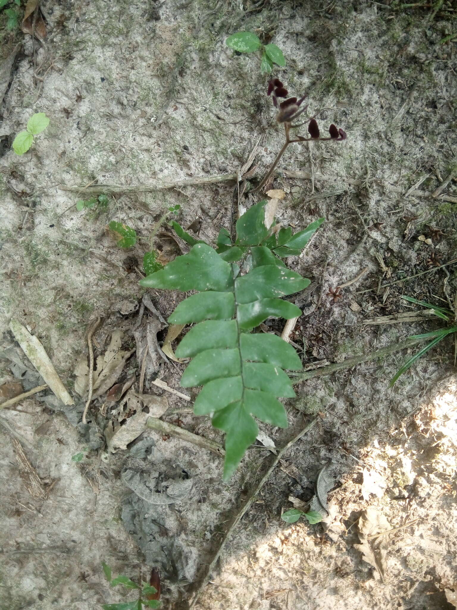 Adiantum petiolatum Desv.的圖片