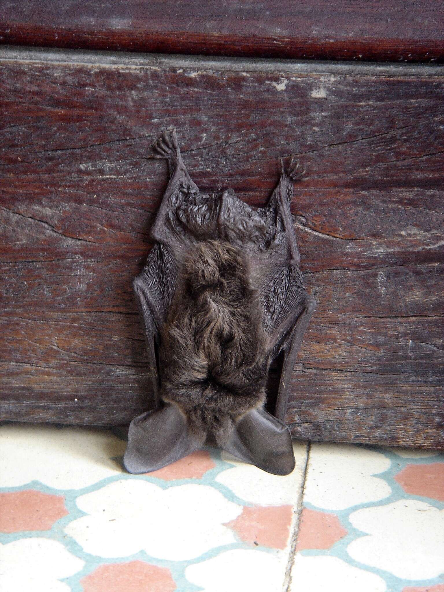 Image of Tropical Big-eared Brown Bat