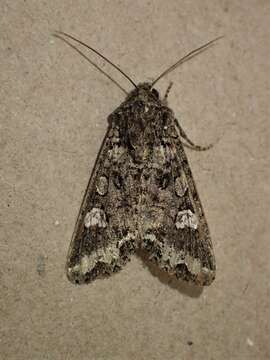 Image of Bertha armyworm