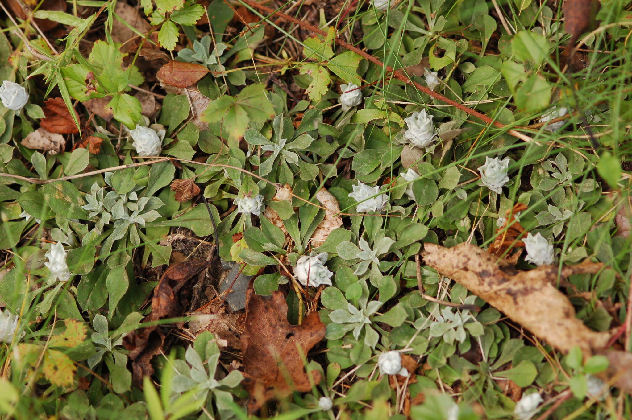 Imagem de Asphondylia antennariae (Wheeler 1889)