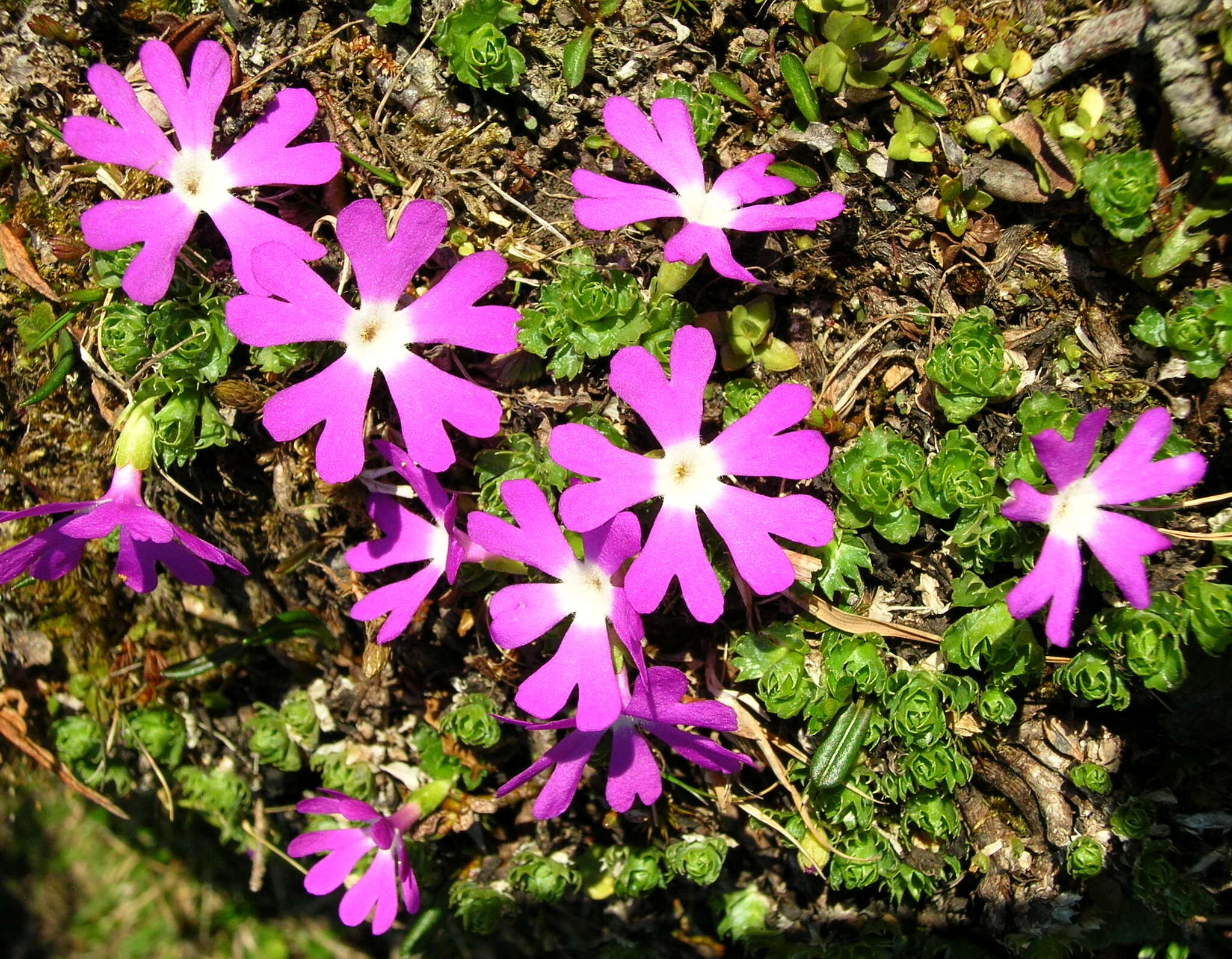 Primula minima L. resmi