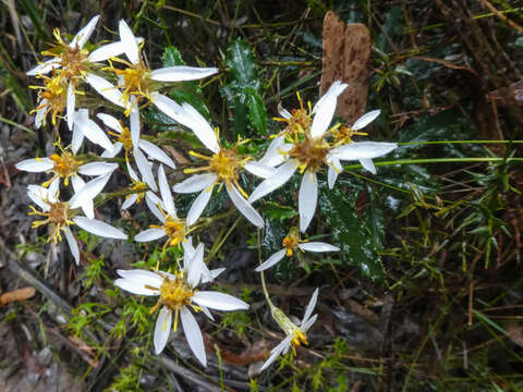 Olearia erubescens (Spreng.) Dippel resmi