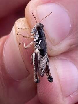 Image of Melanoplus apalachicolae Hubbell 1932