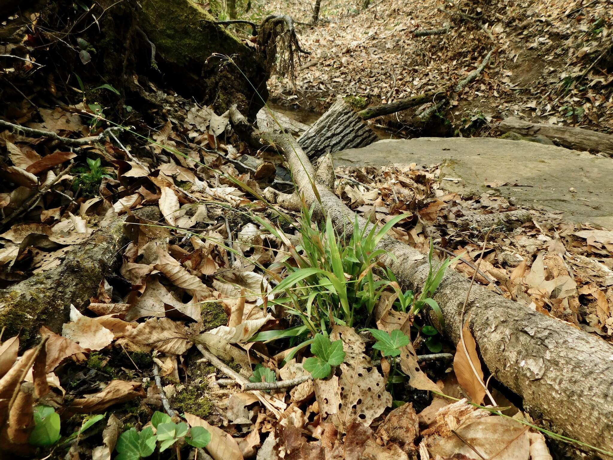 Luzula acuminata subsp. carolinae (S. Watson) Z. Kaplan resmi