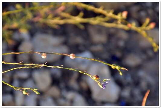 Image of Linum austriacum subsp. austriacum