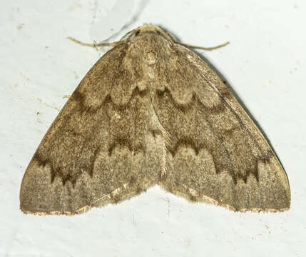 Image de Nepytia semiclusaria Walker 1862