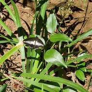 Image of White-banded Swallowtail