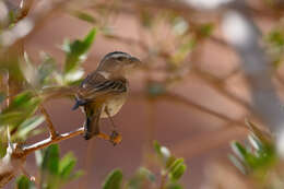 Image of White-throated Canary