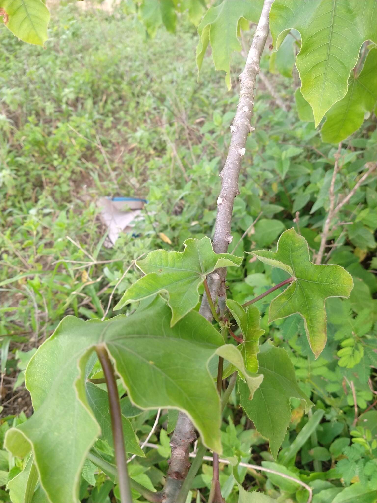 Image of Jatropha mollissima (Pohl) Baill.