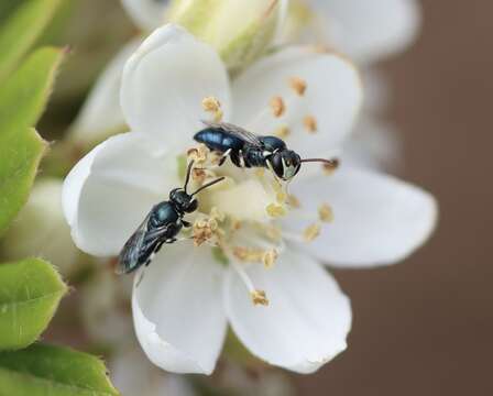 Imagem de Hylaeus albonitens (Cockerell 1905)