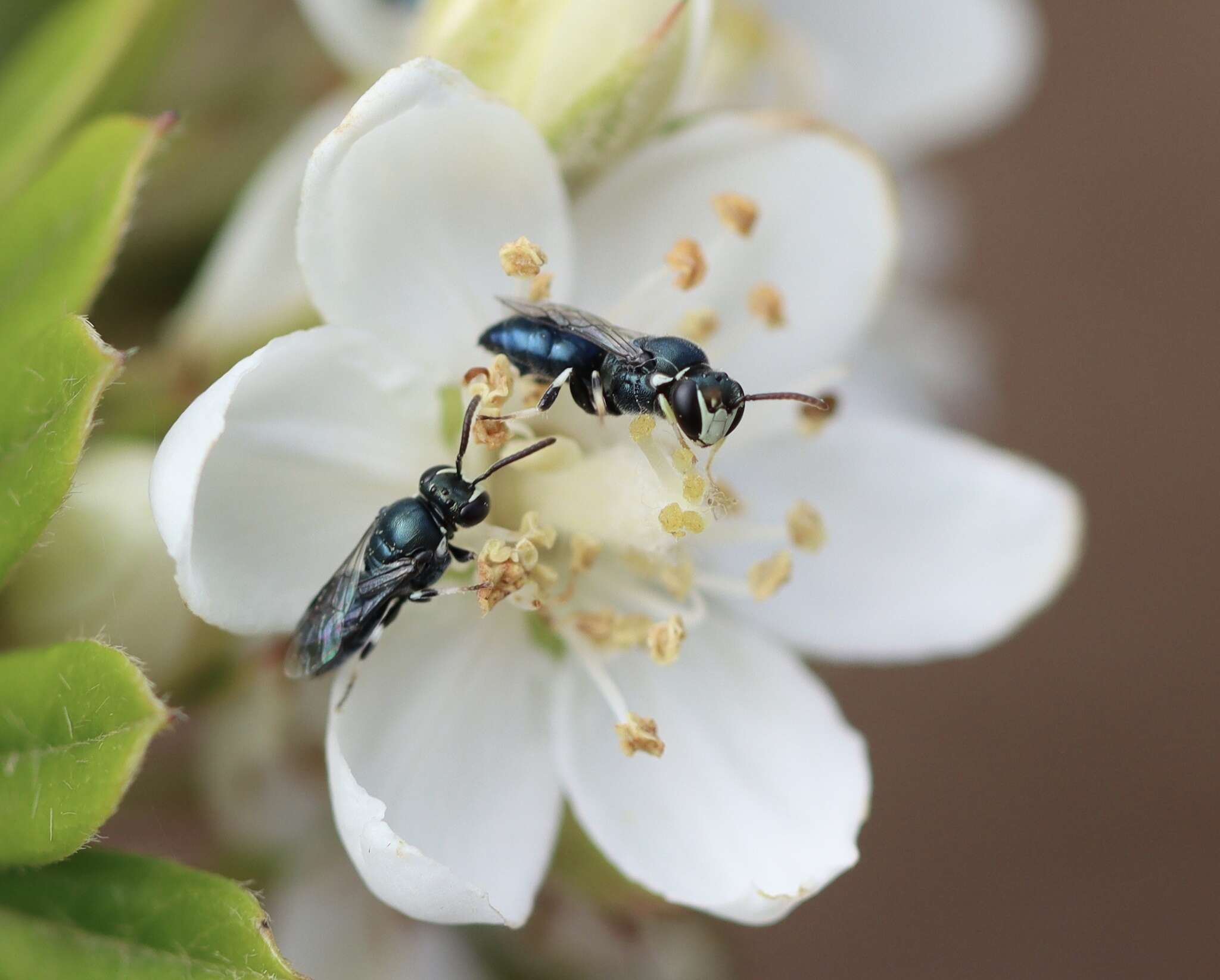 Imagem de Hylaeus albonitens (Cockerell 1905)