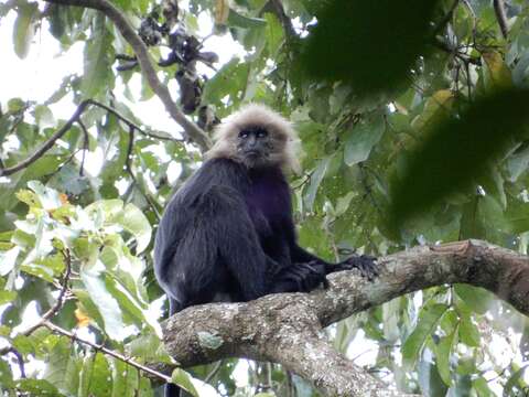 Image of Black Leaf Monkey